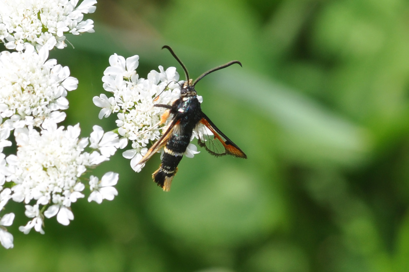 Altra Sisiidae da ID